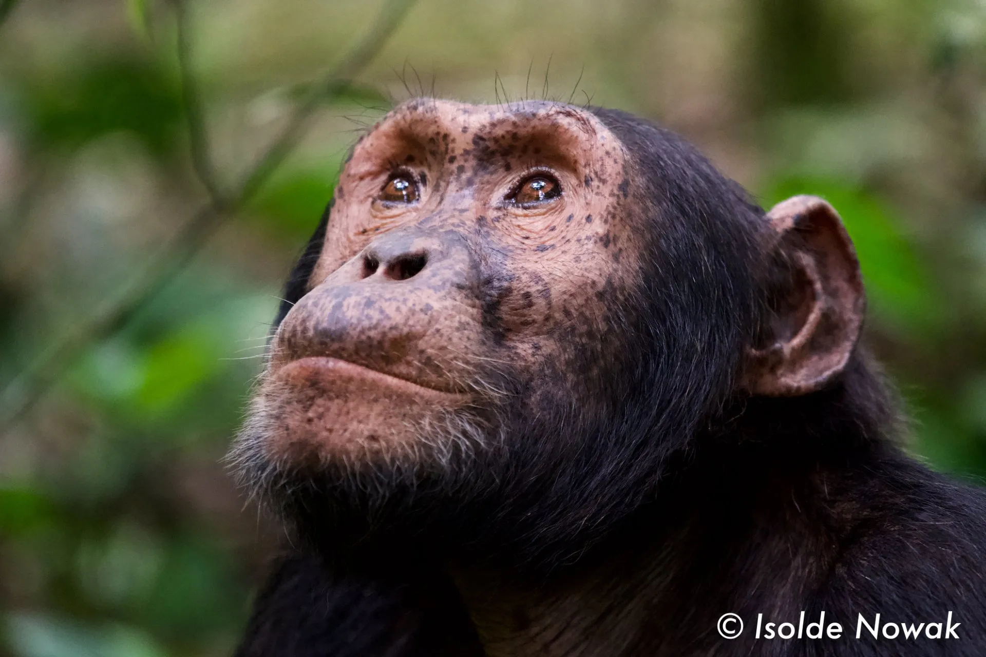 Chimpanzee Tracking in Kibale Forest