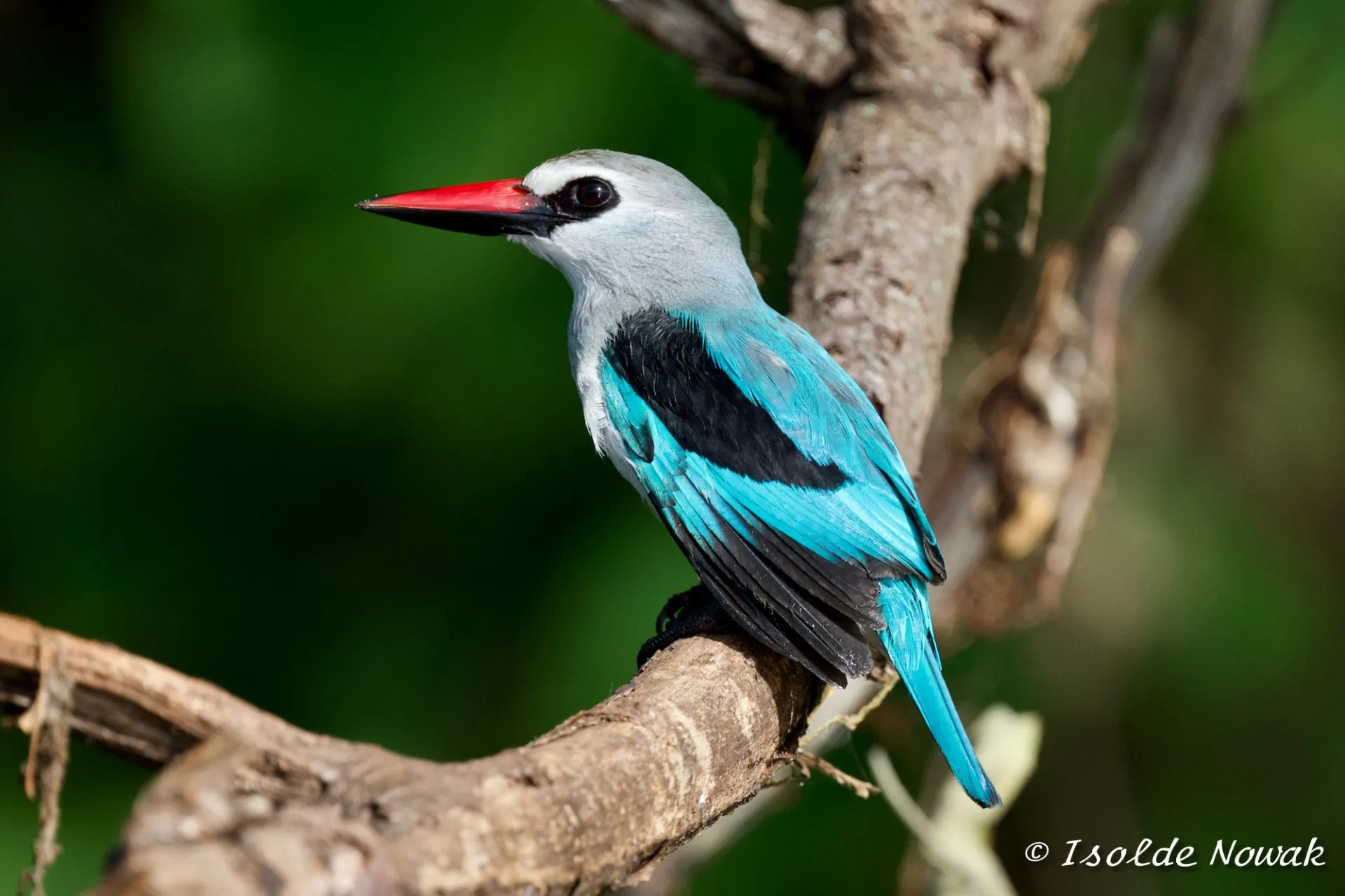 Birding Safaris in Kibale, Bwindi, Mabamba