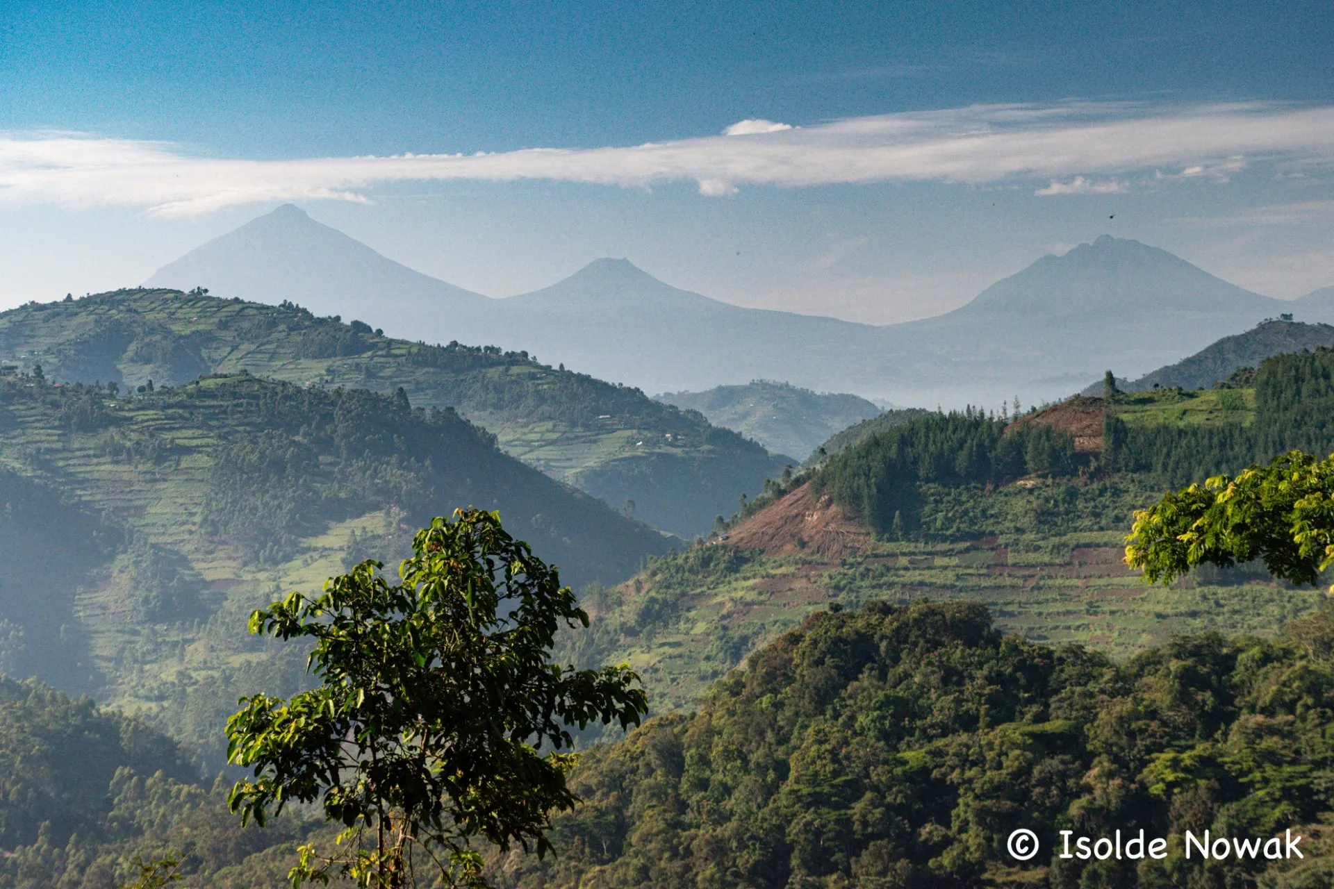 Gorilla Tracking in Bwindi & Mgahinga