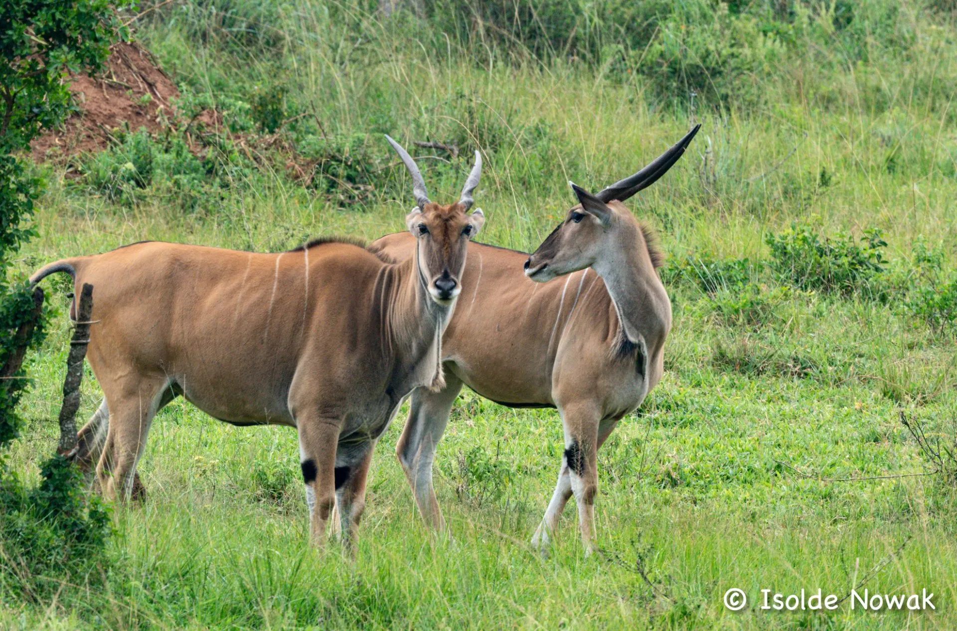 Kidepo Valley in Kidepo Valley N.P.