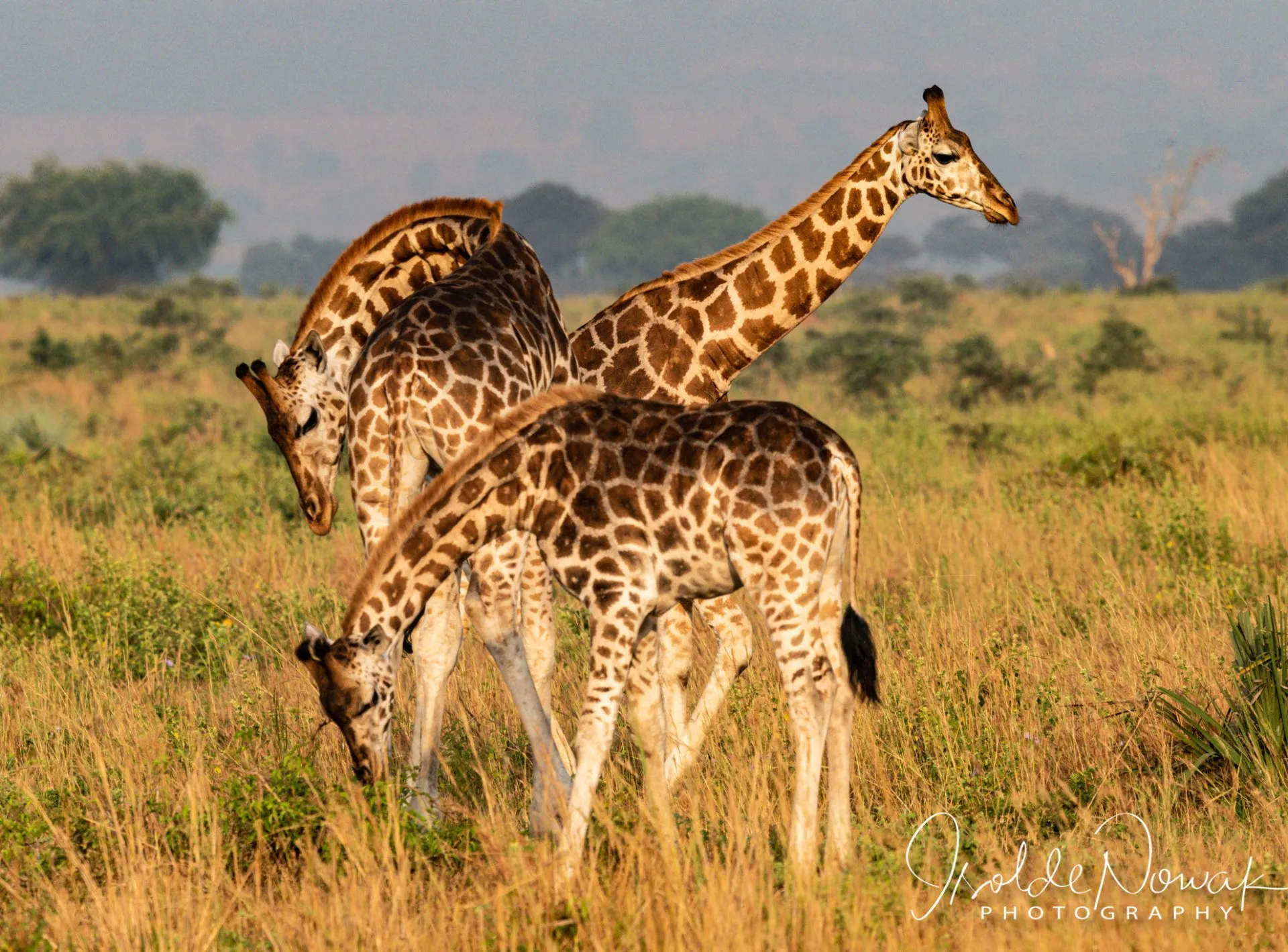 Private Trips Midrange – Uganda Safari